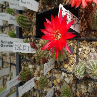 Rot bläuliche Sept.025=1(CH9)