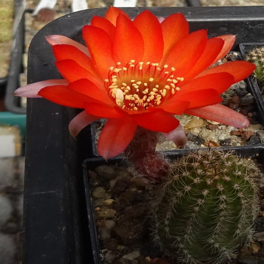 orange heller Mittelstreifen=1(CH9)