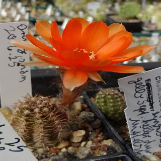 26.6.25 Orange schön=1(CH9) ??? ohne Bild