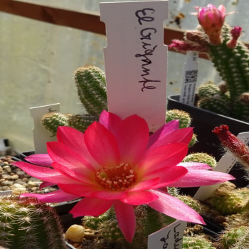 4.6…El gigante=1(CH11)