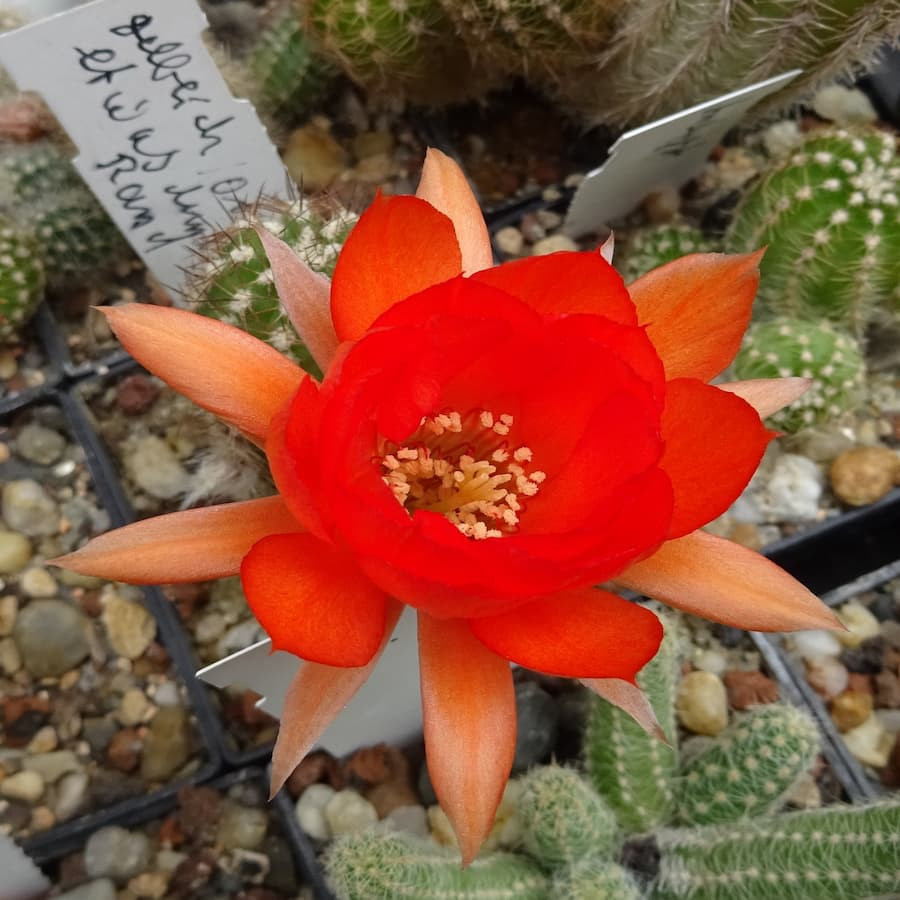 Orange helle Sept.025=1(CH11)