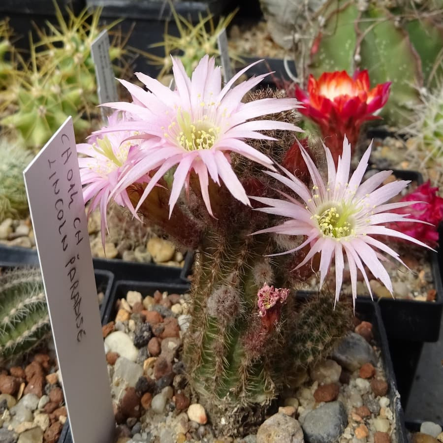 Paradise gezackt=3(CH11a)