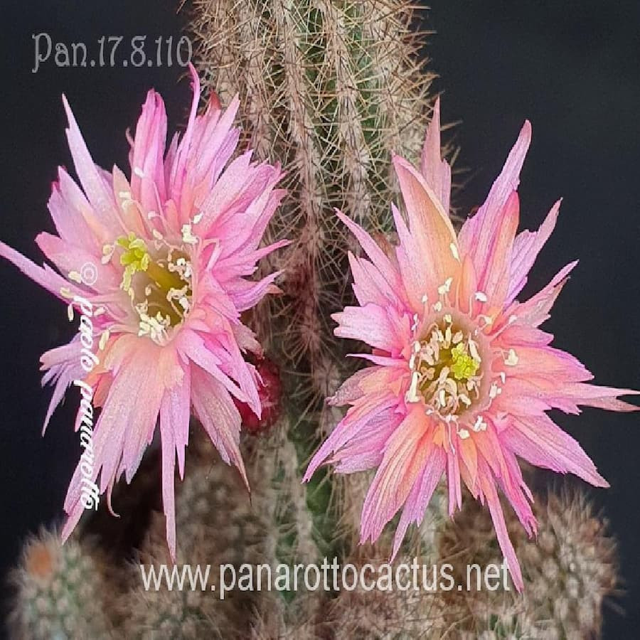 Pan 17.8.110 =3(CH11a)