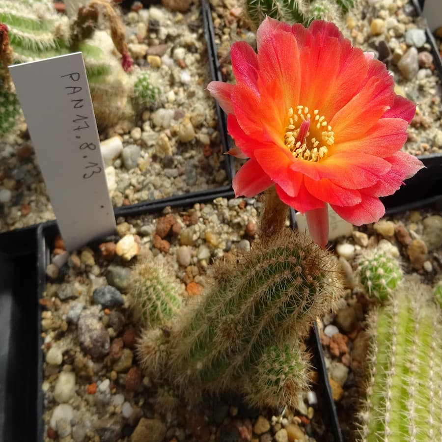 Pan 17.8.13 =4(CH11a)