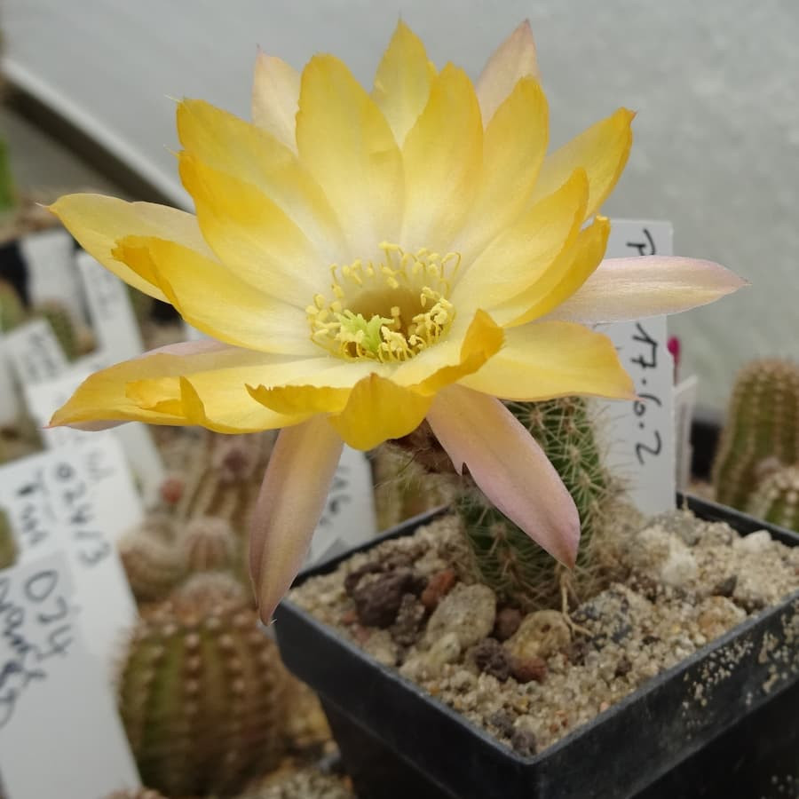 Pan 17.6.2 andere Herkunft=3(CH11a)