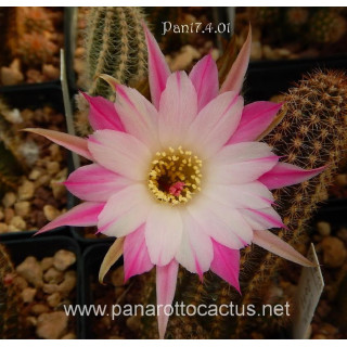 Pan 17.8.87=2(CH12a)