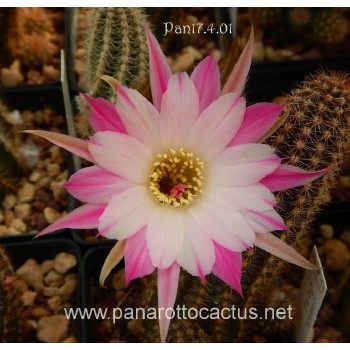 Pan 17.8.87=2(CH12a)