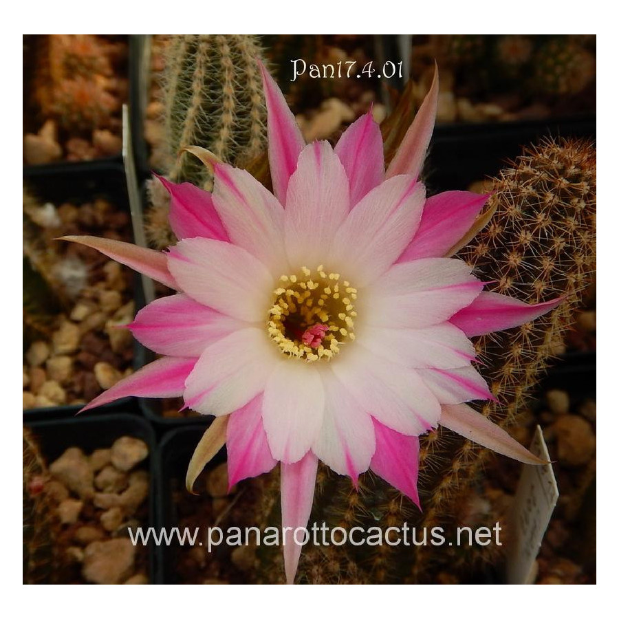 Pan 17.8.87=2(CH12a)