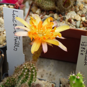 Lincoln Frills 2025 Pan=2(CH12a)