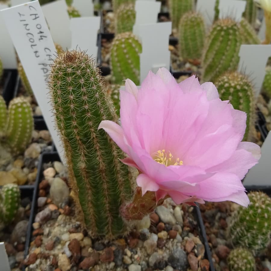 Paradise Cactus Art ungezackt=4(CH12a)