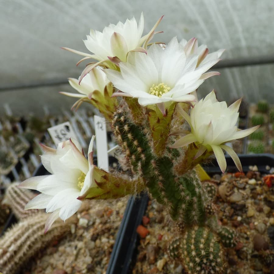 Bianca Neve=2(CH181)