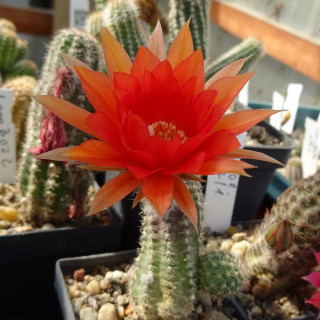 Spanish Sun=1(CH181)