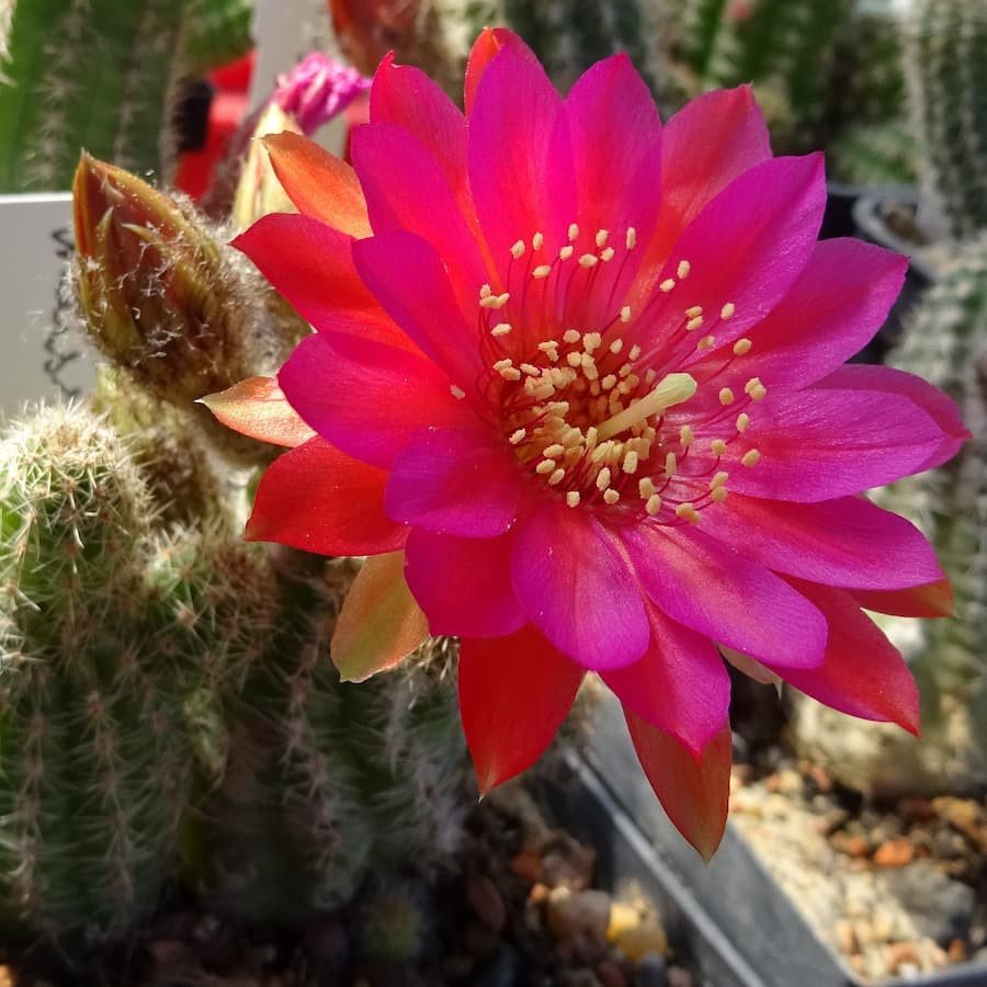 Nelissa Sonderfarbe=1(CH181)