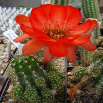 Jones Sandkötter=4(CH181)