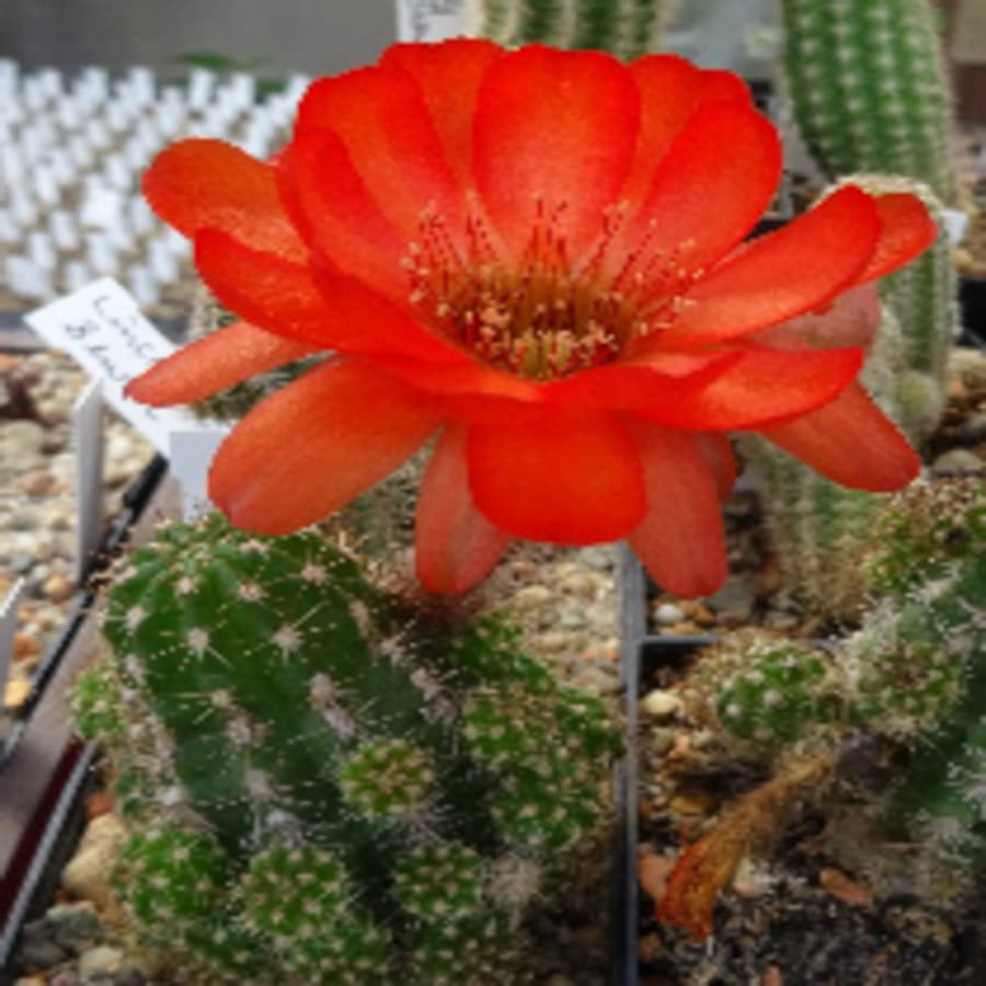 Jones Sandkötter=4(CH181)