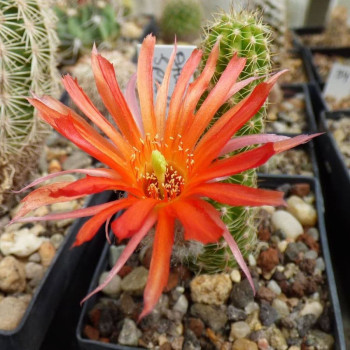 Orange Franz=1(CH181)