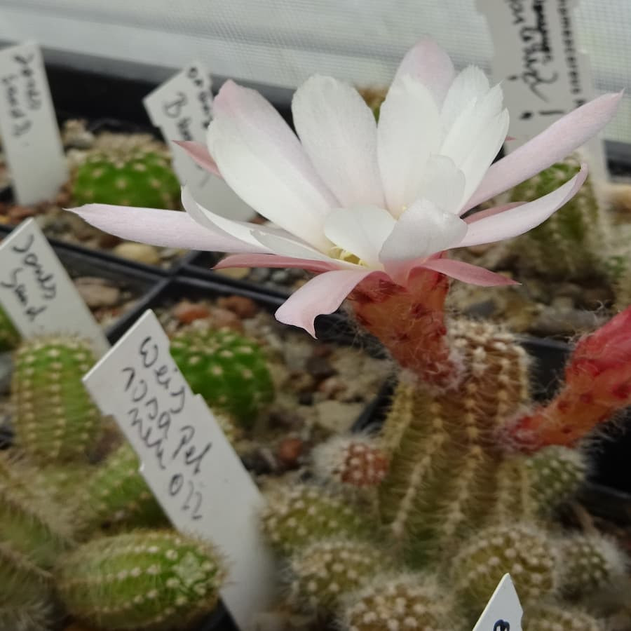 Weis rosa Peth.neu 022=1(CH181)