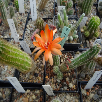 Arancio , Geschschenk (Pan)=1