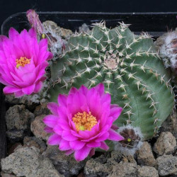 Echinocereus amoenus var. venustus