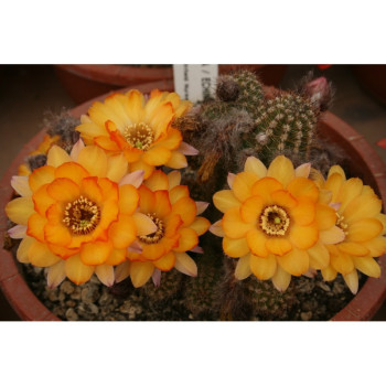 Lincoln Gold=1Zust.?