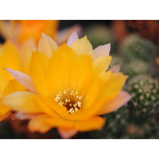 Perfection ?=1Zust.?,1