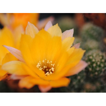 Perfection ?=1Zust.?,1