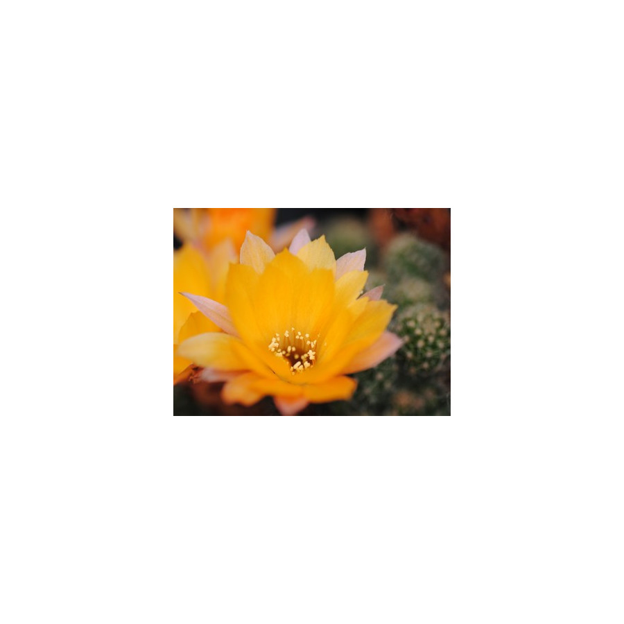 Perfection ?=1Zust.?,1