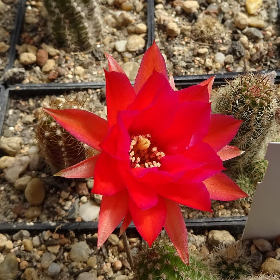 Peth. Heller 22.6 zweifarbig=1