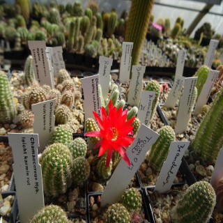 Rot bläulicher Schimmer=1