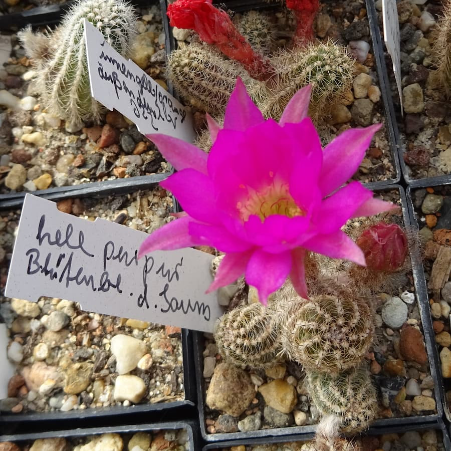 Hell purpur Blütenblätter dunkler Saum=1