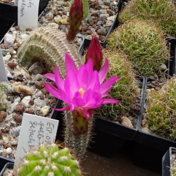 Lady Madonna Esp.021=2