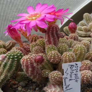 Rosa gelber Schlund=1