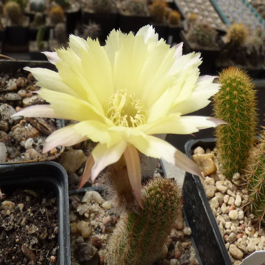 Gelb gezackt Esp.021=1