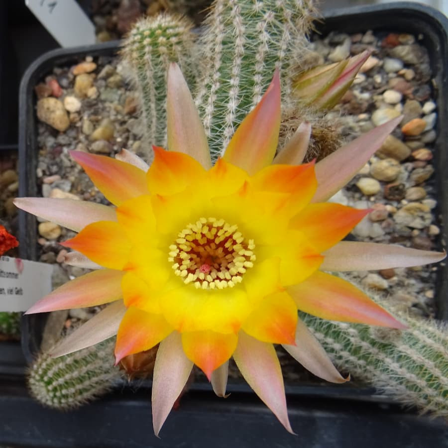 Rügens Abendsonne 021=1