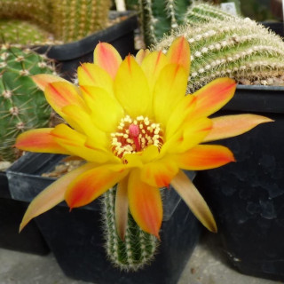 Rügens Abendsonne 021=1