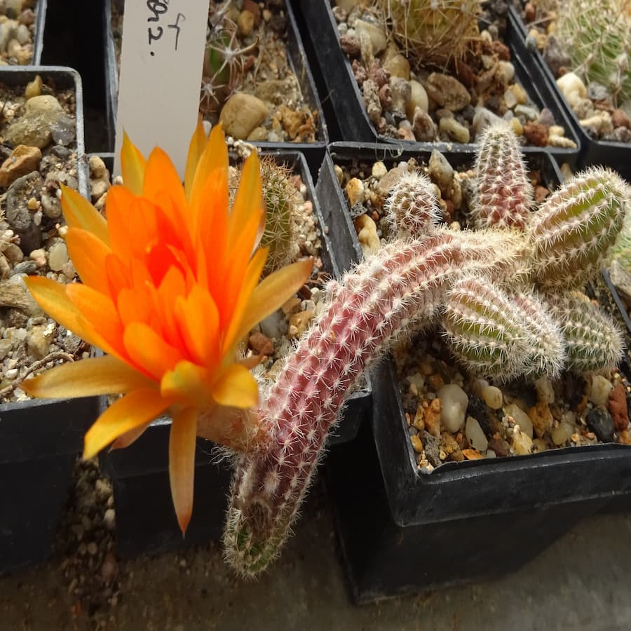 Setora helle Septh.orange=1