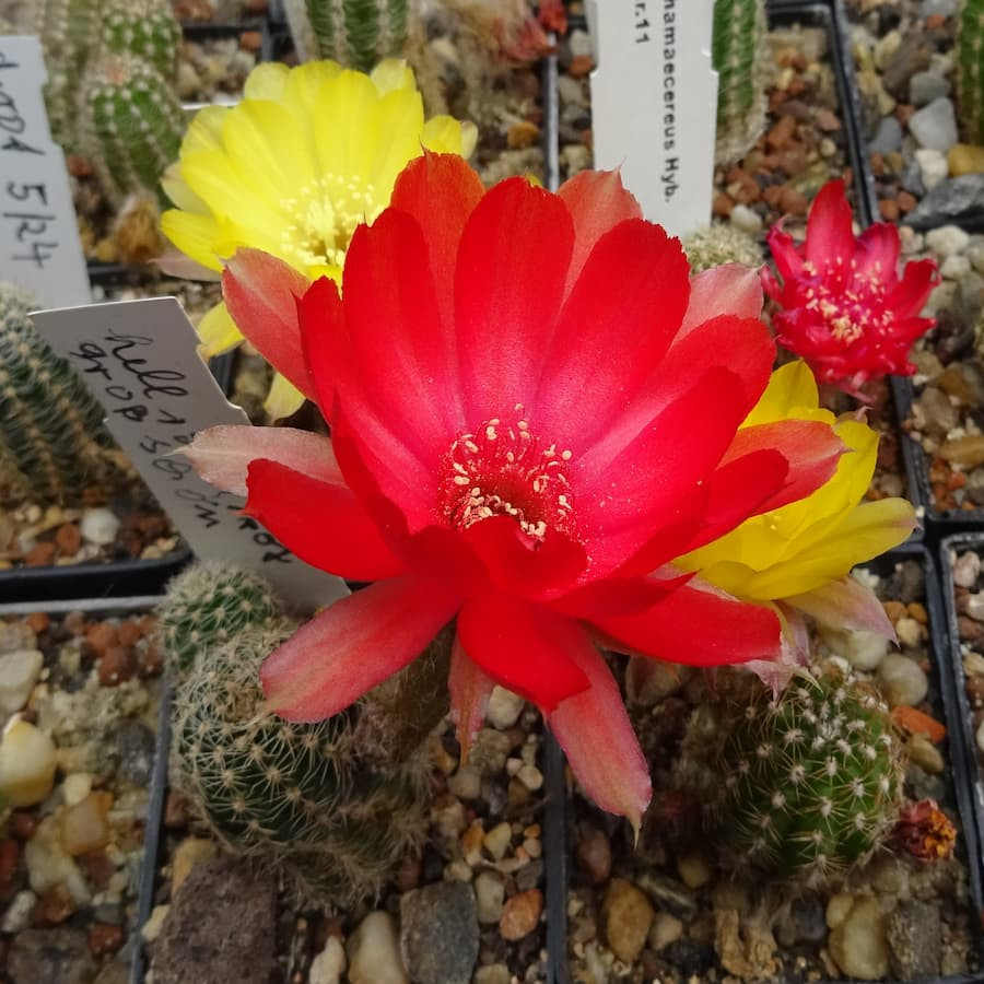 Hell rosa rot schön=1