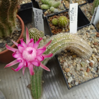 Pan 17.8.102 Zustand ?=2