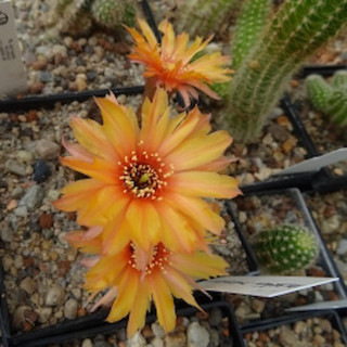 Pan Merlin Zustand ? Swencey=4