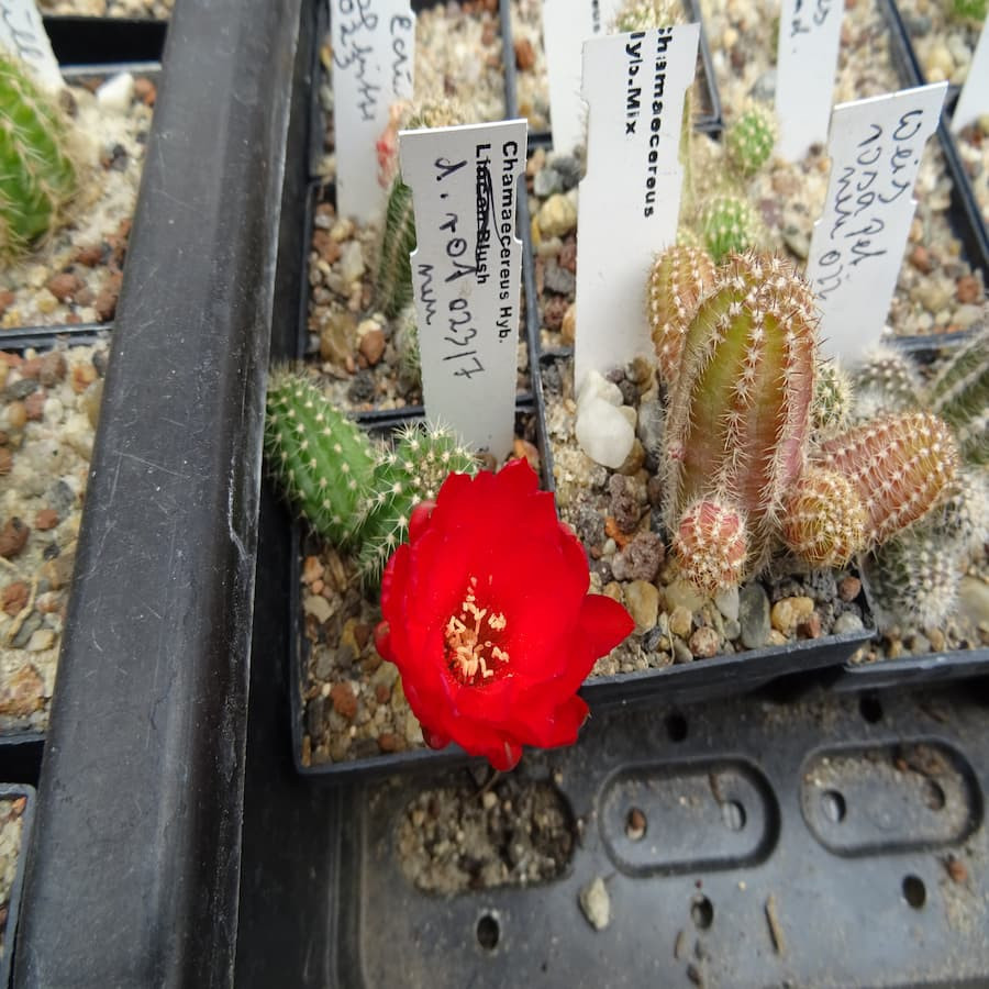 Dunkel rot 023/7 neu=1