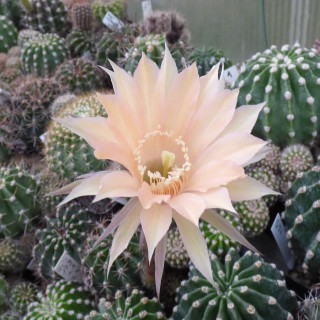 Echinopsis Hyb. Monarch