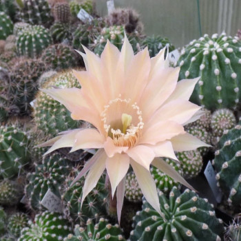 Echinopsis Hyb. Monarch