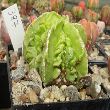 Astrophytum myriostigma cv. Hyozan Fukuryu