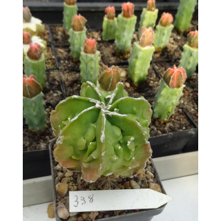 Astrophytum myriostigma cv. Hyozan Fukuryu