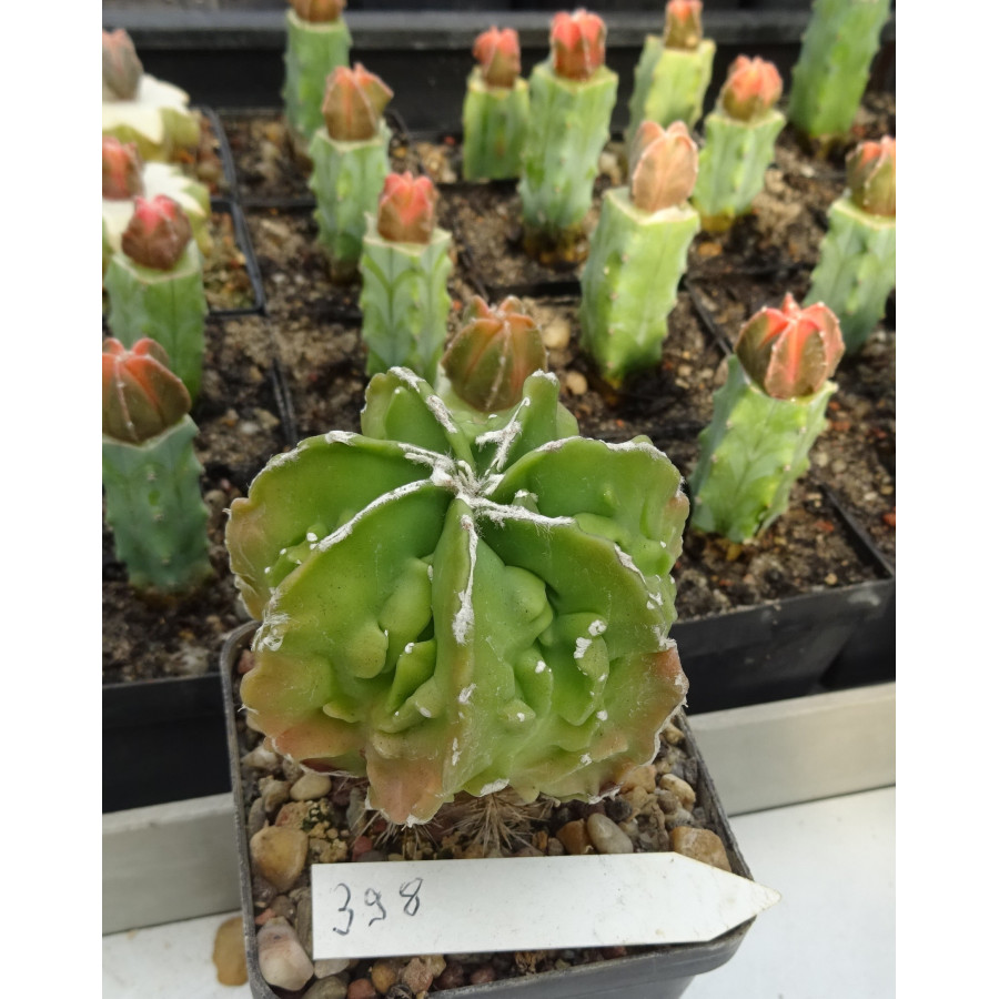 Astrophytum myriostigma cv. Hyozan Fukuryu