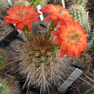 Echinocereus polycanthus, wh