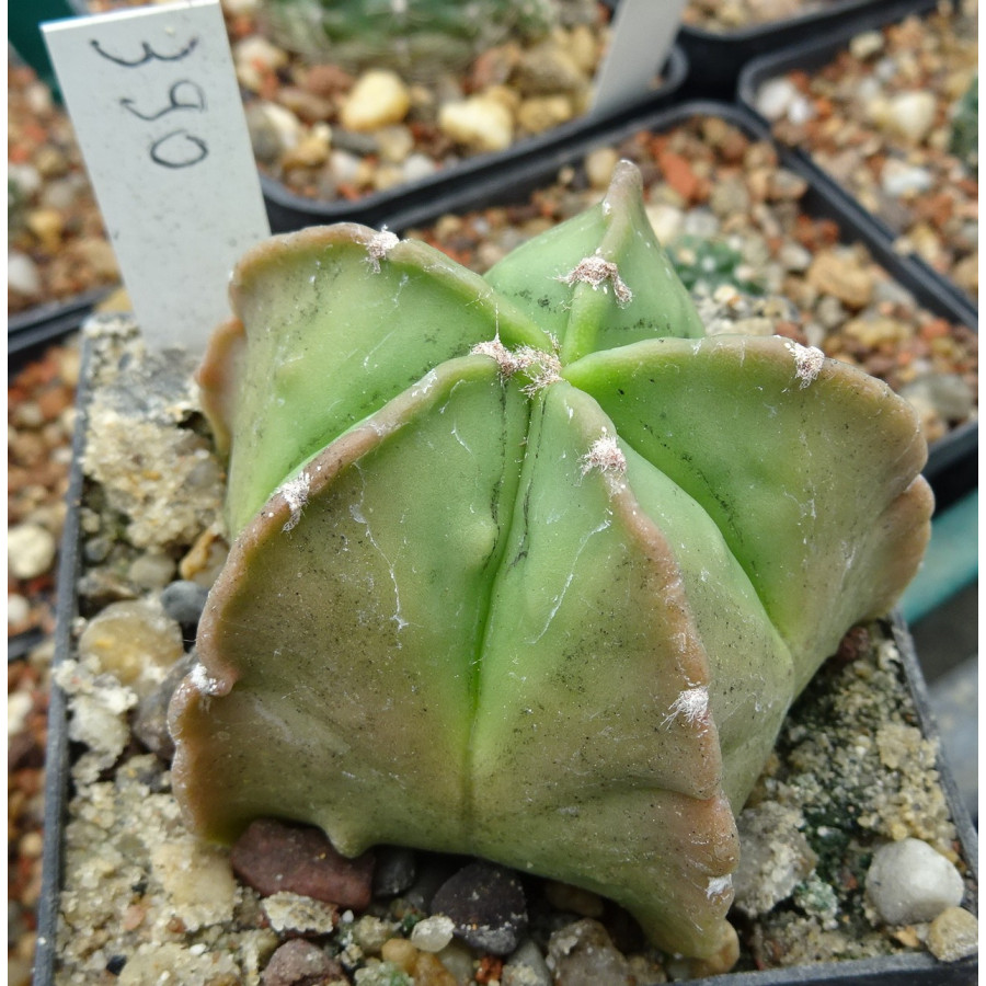 Astrophytum myriostigma cv. Kikko, wurzelecht