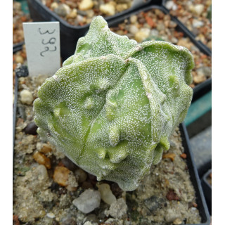 Astrophytum Japan-Hybrid, wurzelecht