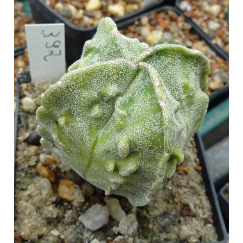 Astrophytum Japan-Hybrid, wurzelecht