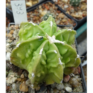 Astrophytum myriostigma cv. Hyozan Fukuryu, wurzelecht